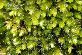 Attēlu rezultāti vaicājumam “Platyhypnidium riparioides”