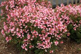 Attēlu rezultāti vaicājumam “Lathyrus”