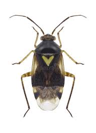 Attēlu rezultāti vaicājumam “Orthops campestris”