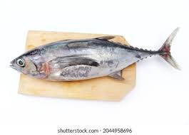 Image result for Euthynnus affinis