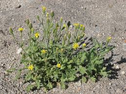 Attēlu rezultāti vaicājumam “Senecio viscosus flower”