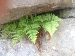 Attēlu rezultāti vaicājumam “Gymnocarpium robertianum”