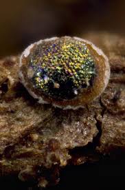 Attēlu rezultāti vaicājumam “Didymium difforme spores”