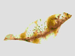 Image result for Pseudopleuronectes americanus