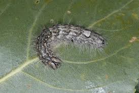 Attēlu rezultāti vaicājumam “Acronicta megacephala”