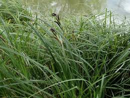 Attēlu rezultāti vaicājumam “Carex acutiformis leaf”