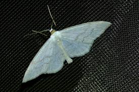 Attēlu rezultāti vaicājumam “Scopula floslactata”