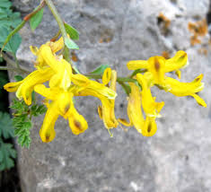 Attēlu rezultāti vaicājumam “Corydalis”