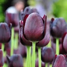 Attēlu rezultāti vaicājumam “Tulipa gesneriana”