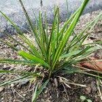 Attēlu rezultāti vaicājumam “Juncus squarrosus fruit”
