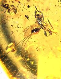 Attēlu rezultāti vaicājumam “Torymidae”