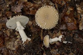 Attēlu rezultāti vaicājumam “Amanita pantherina”