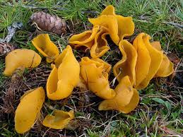 Attēlu rezultāti vaicājumam “Sowerbyella radiculata”