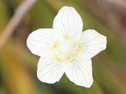 Attēlu rezultāti vaicājumam “Parnassia palustris fruit”