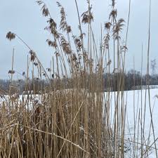 Attēlu rezultāti vaicājumam “Phragmites communis”