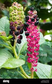 Attēlu rezultāti vaicājumam “Phytolacca acinosa”