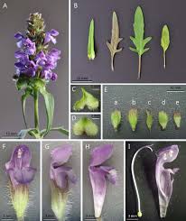 Attēlu rezultāti vaicājumam “Prunella vulgaris leaf”