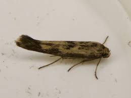 Attēlu rezultāti vaicājumam “Scythrididae”