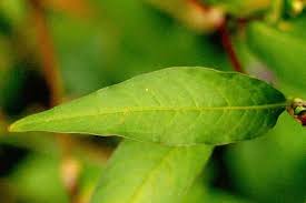 Attēlu rezultāti vaicājumam “Elatine hydropiper leaf”