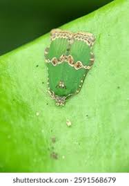 Attēlu rezultāti vaicājumam “Nolidae”