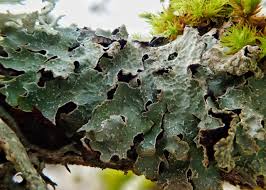 Attēlu rezultāti vaicājumam “Parmelia sulcata”