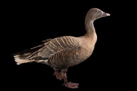 Attēlu rezultāti vaicājumam “Anser brachyrhynchus adult”