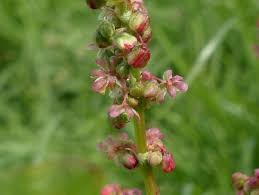 Attēlu rezultāti vaicājumam “Rumex acetosa bud”