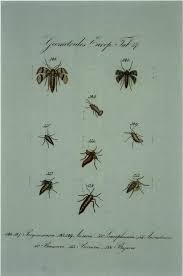 Attēlu rezultāti vaicājumam “Cribraria intricata young”