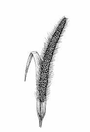 Attēlu rezultāti vaicājumam “Setaria viridis leaf”