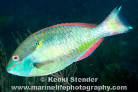 Image result for Sparisoma aurofrenatum