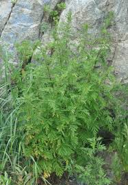Image result for Artemisia gmelinii