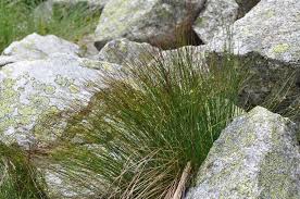 Attēlu rezultāti vaicājumam “Juncus stygius”