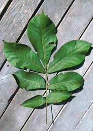 Attēlu rezultāti vaicājumam “Carya”