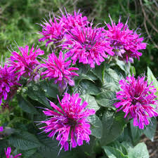 Image result for Monarda didyma