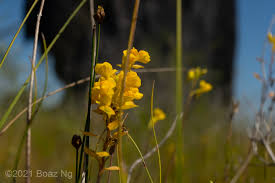 Attēlu rezultāti vaicājumam “Utricularia x neglecta flower”