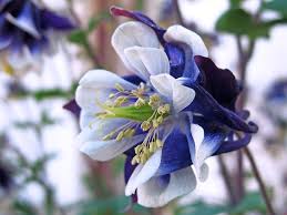 Image result for Aquilegia vulgaris