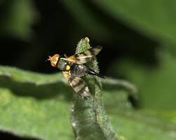 Attēlu rezultāti vaicājumam “Urophora jaceana”
