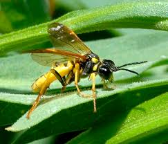 Attēlu rezultāti vaicājumam “Tenthredinidae”