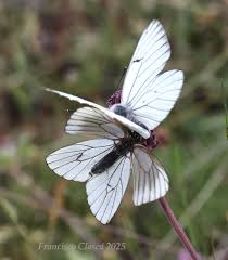 Attēlu rezultāti vaicājumam “Aporia crataegi female”