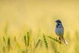 Image result for Emberiza fucata