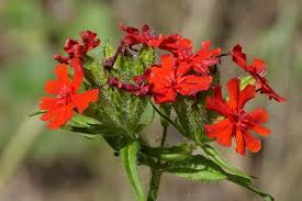 Attēlu rezultāti vaicājumam “Silene chalcedonica”