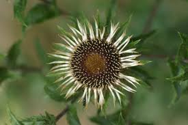 Attēlu rezultāti vaicājumam “Carlina vulgaris”