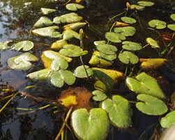 Image result for Seekanne