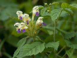 Attēlu rezultāti vaicājumam “Galeopsis speciosa leaf”