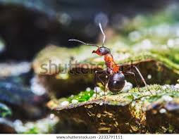 Attēlu rezultāti vaicājumam “Formica rufa imago”