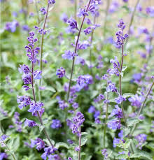 Attēlu rezultāti vaicājumam “Nepeta x faassenii leaf”