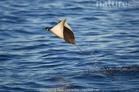 Image result for Mobula thurstoni
