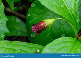 Attēlu rezultāti vaicājumam “Scopolia carniolica leaf”