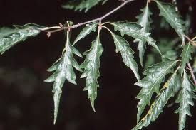 Attēlu rezultāti vaicājumam “Fagus sylvatica fo. laciniata bud”