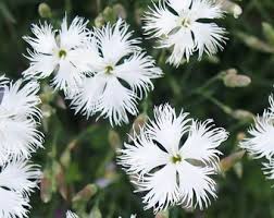 Attēlu rezultāti vaicājumam “Dianthus arenarius flower”